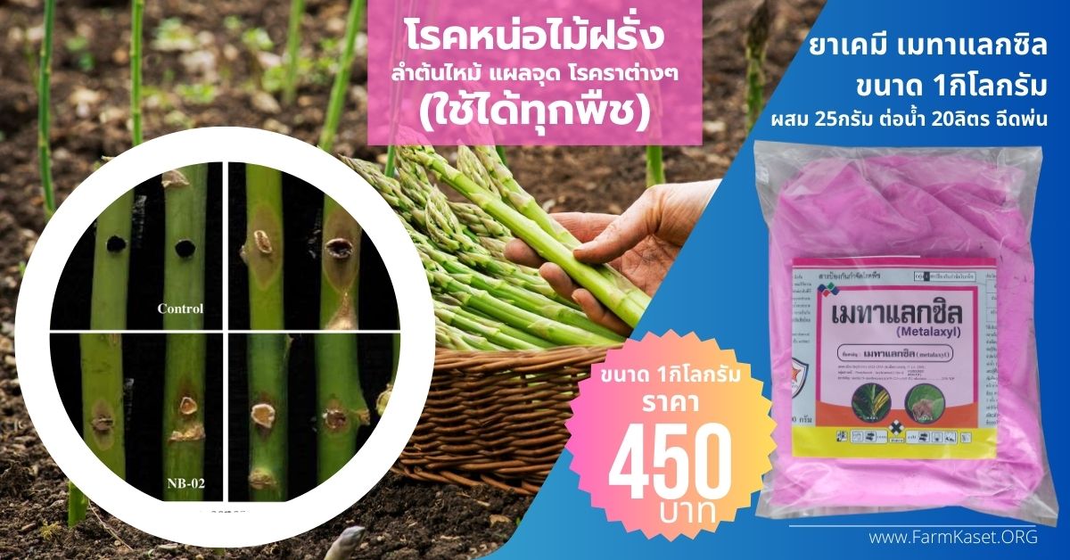 หน่อไม้ฝรั่งลำต้นไหม้ (Stem blight) โรคแอนแทรคโนสหน่อไม้ฝรั่ง